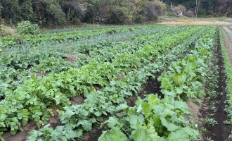 契約農家直送の新鮮な野菜を使用