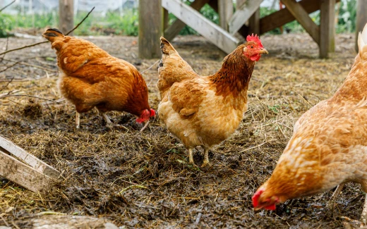 安全な飼料を食べ、ストレスのない環境の中で育った平飼いの鶏を使用