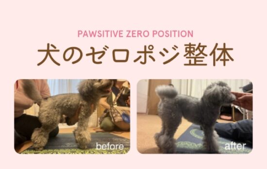 犬のゼロポジ整体 募集中